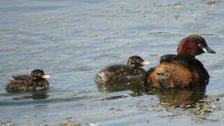 Little Grebe