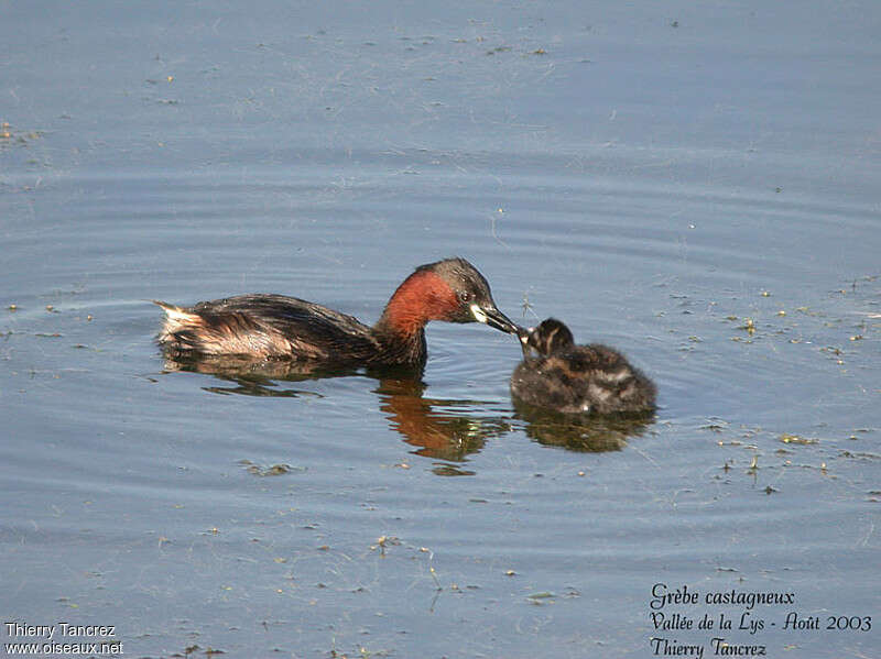 Little Grebe, Reproduction-nesting