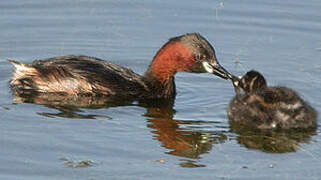 Little Grebe