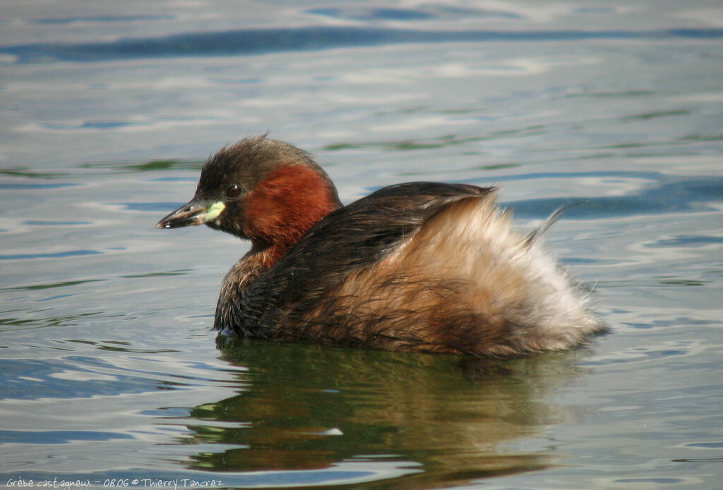 Little Grebe