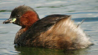 Little Grebe