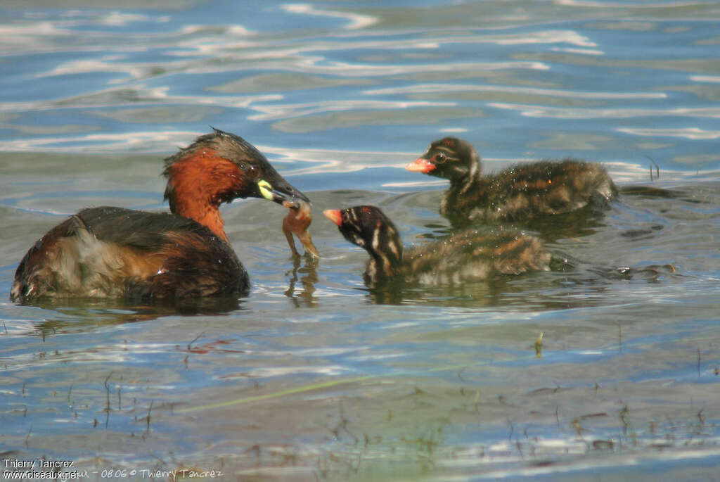 Little Grebe, feeding habits, Reproduction-nesting