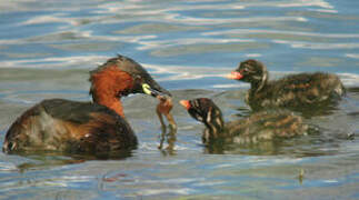 Little Grebe