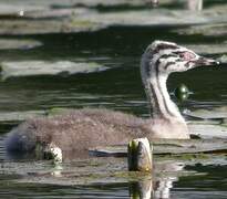 Great Crested Grebe