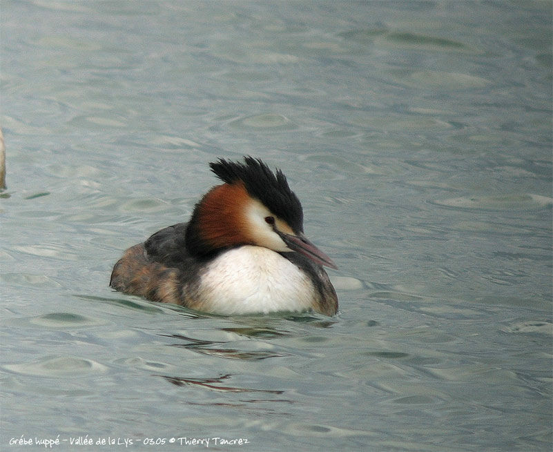 Great Crested Grebe