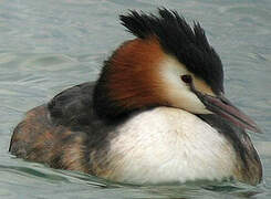 Great Crested Grebe