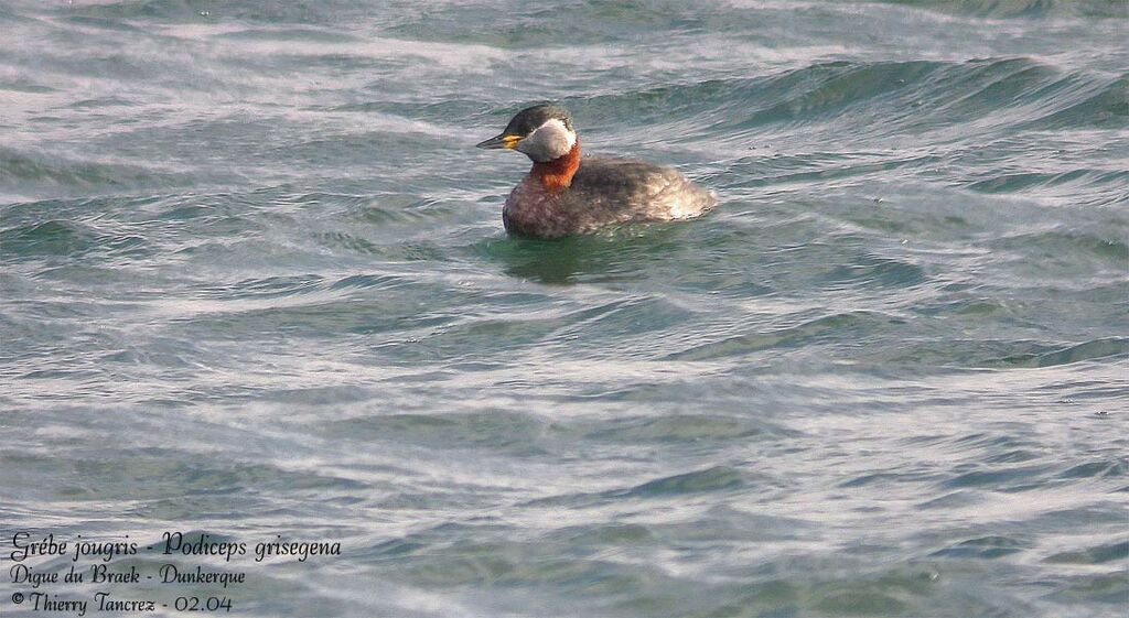 Red-necked Grebe