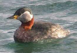 Red-necked Grebe