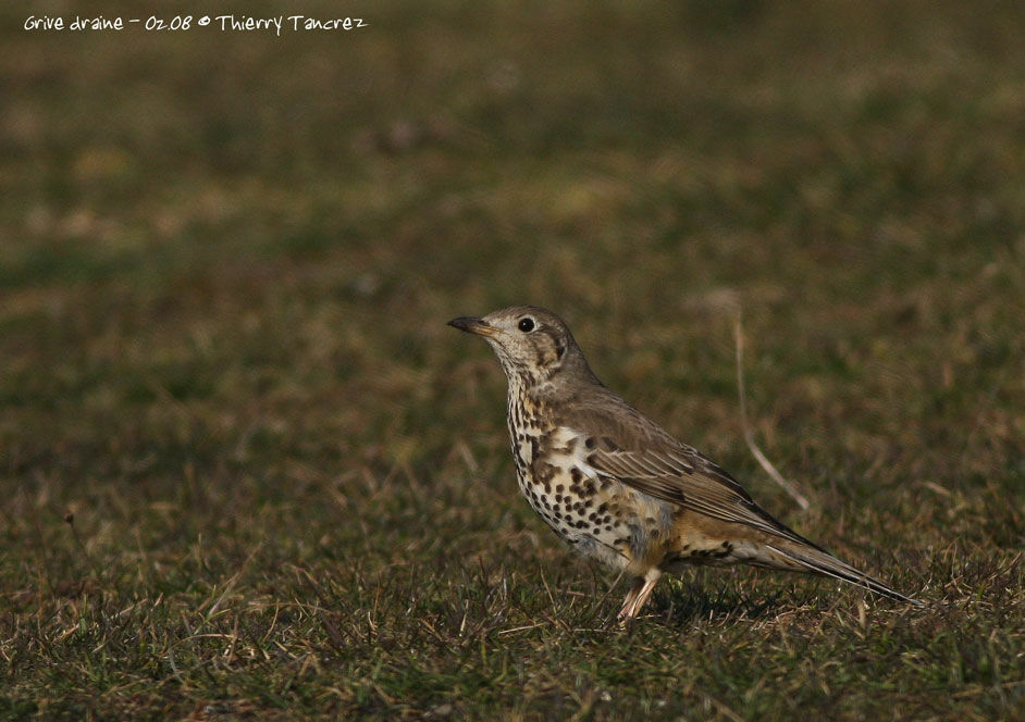 Mistle Thrush