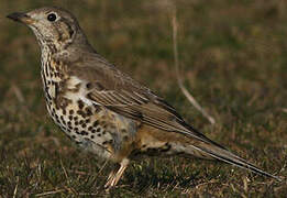 Mistle Thrush