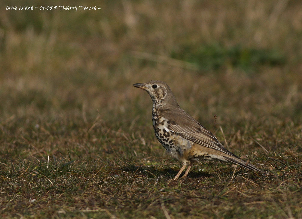 Mistle Thrush