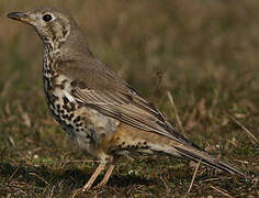 Mistle Thrush