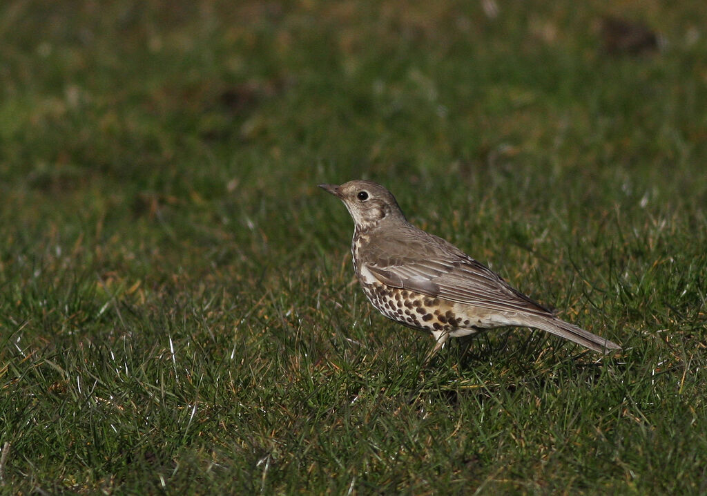 Mistle Thrush