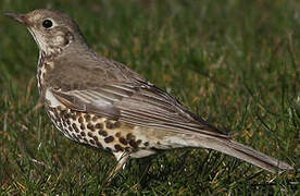 Mistle Thrush