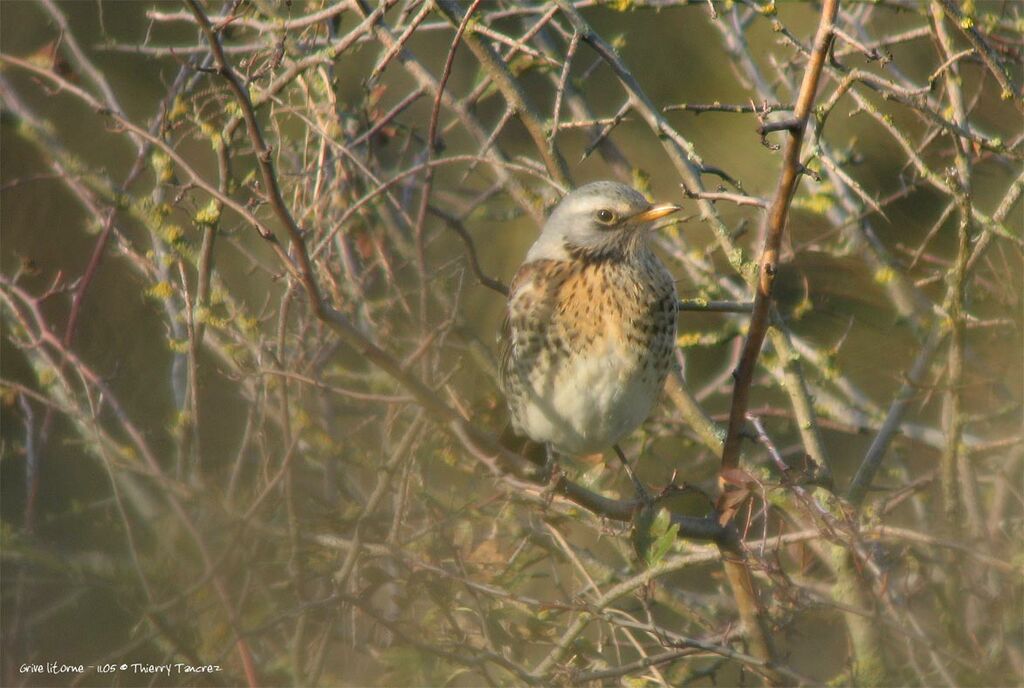 Fieldfare