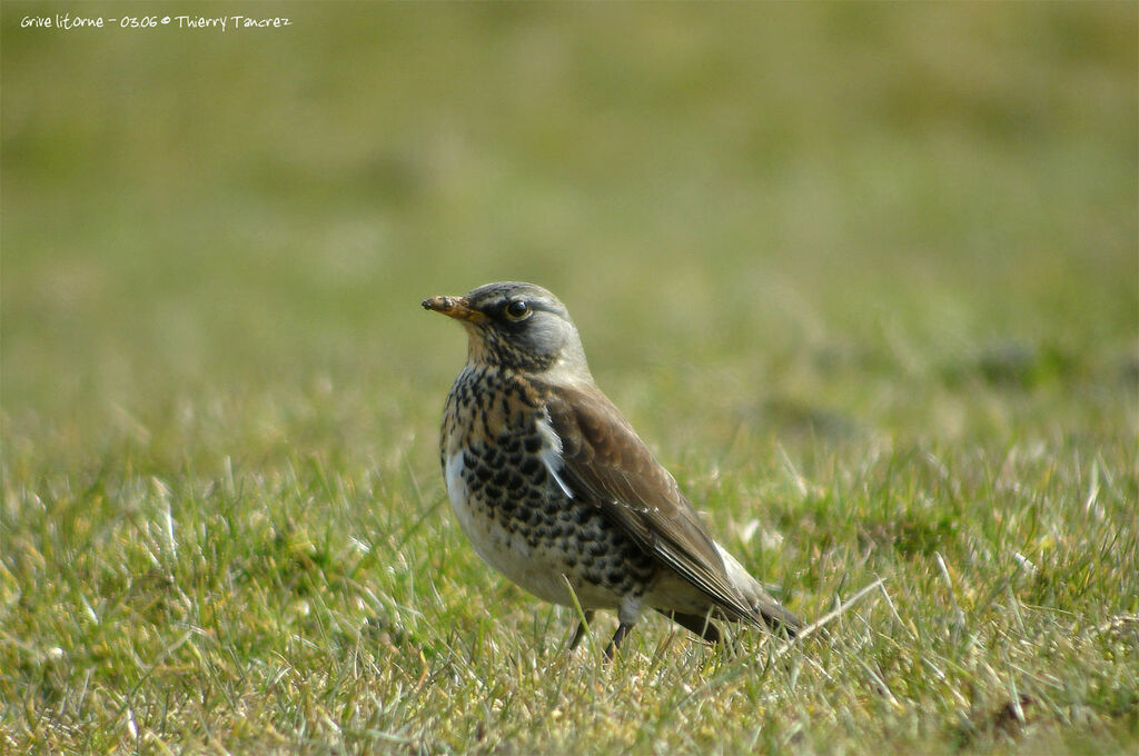 Fieldfare