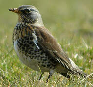 Fieldfare