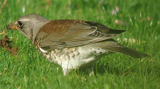 Fieldfare