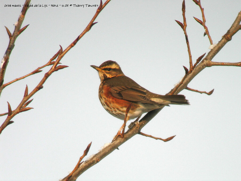 Redwing