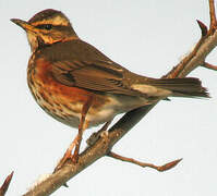 Redwing