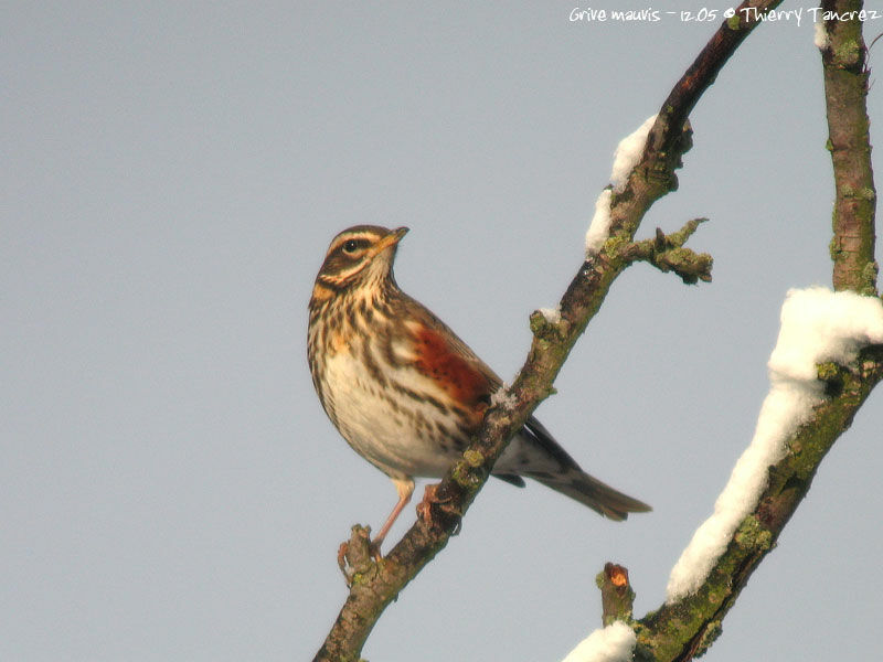 Redwing