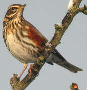 Redwing