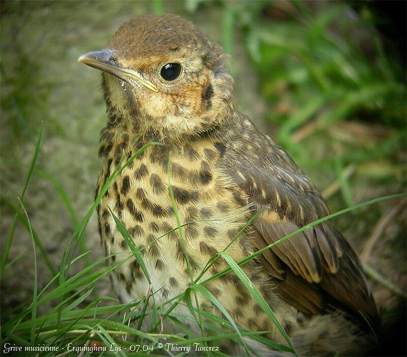 Song Thrush