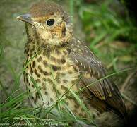 Song Thrush