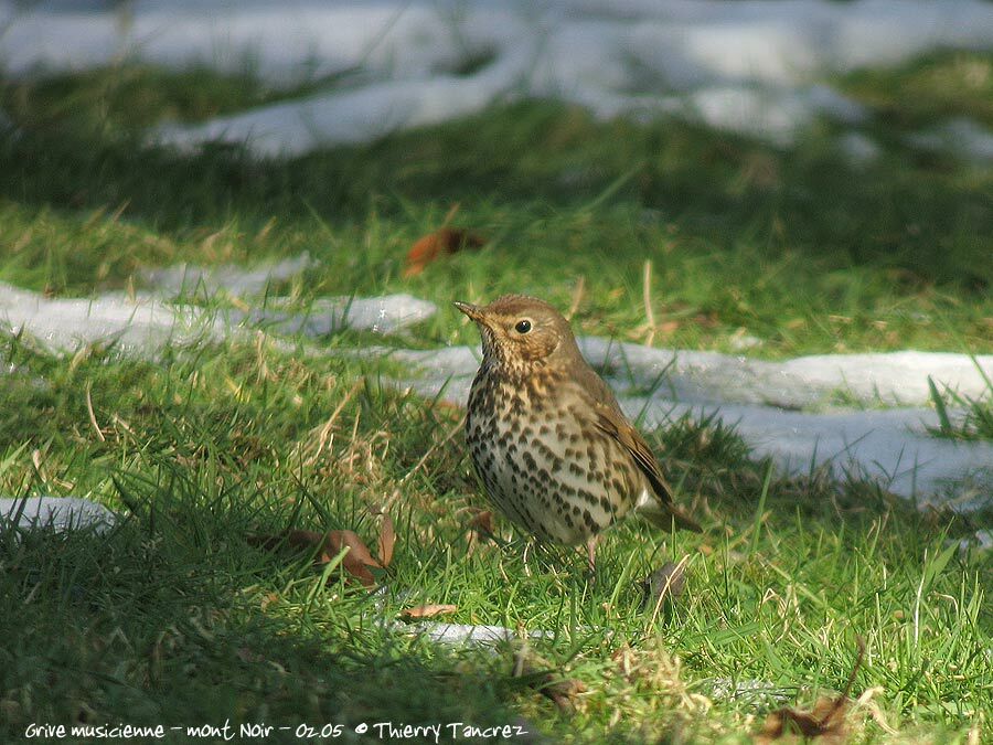 Song Thrush