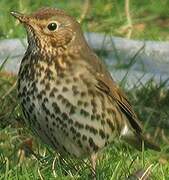 Song Thrush