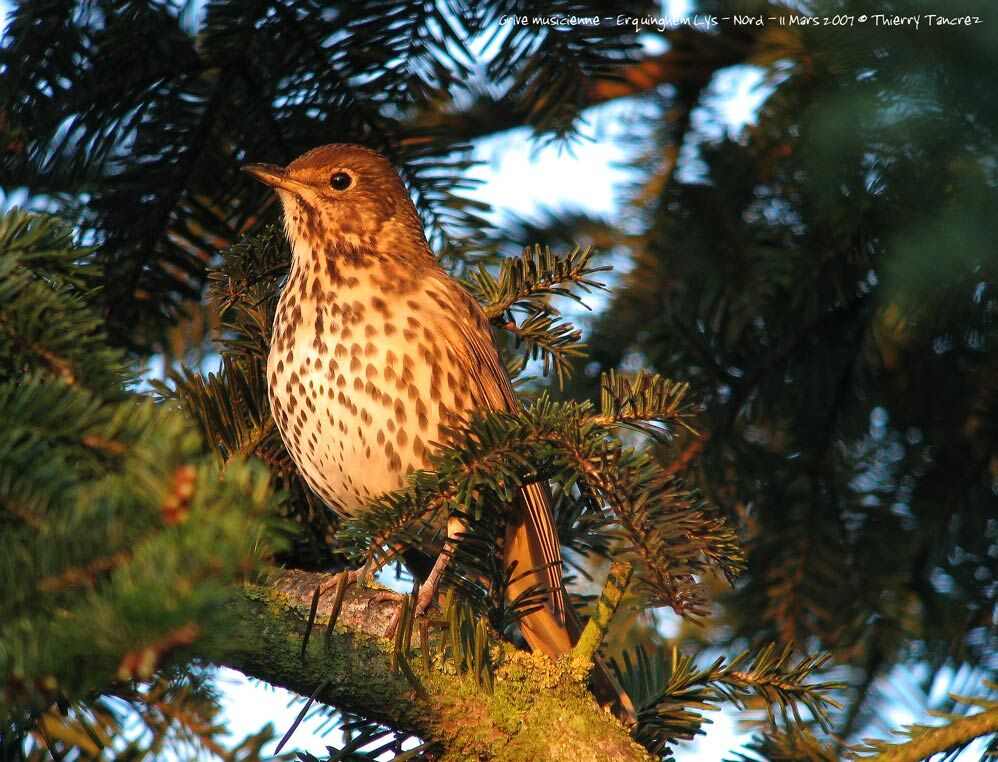 Song Thrush