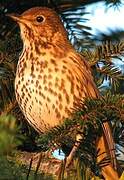 Song Thrush