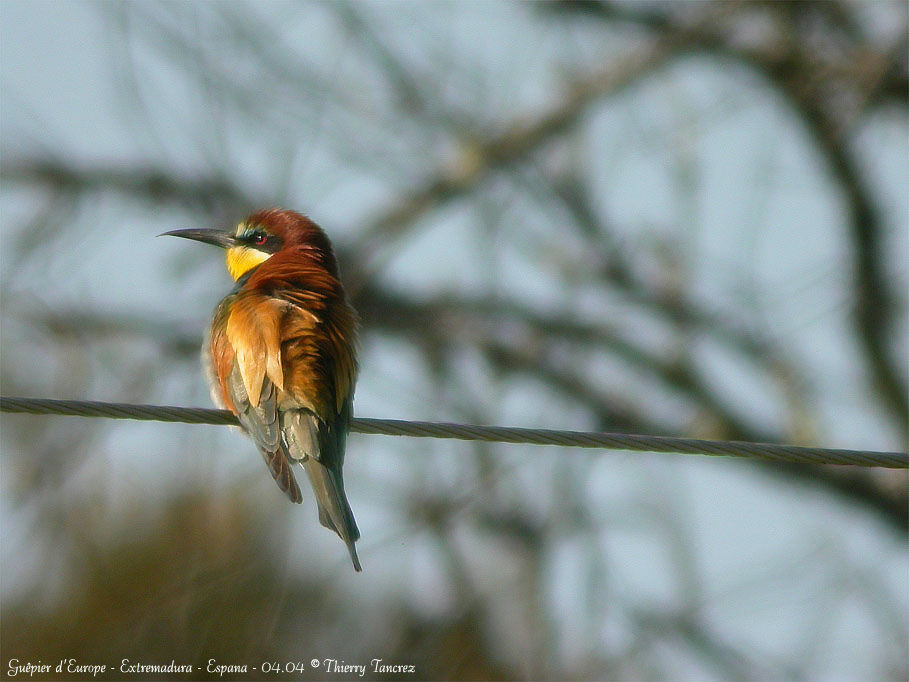 European Bee-eater