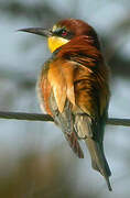 European Bee-eater