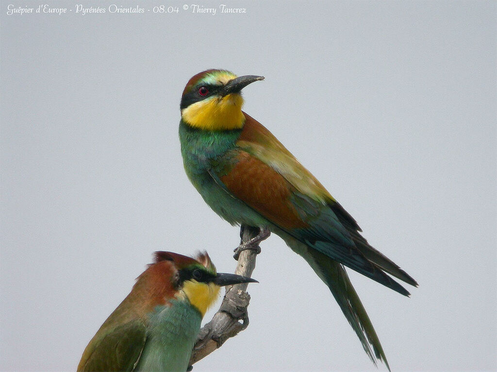 European Bee-eater