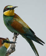 European Bee-eater