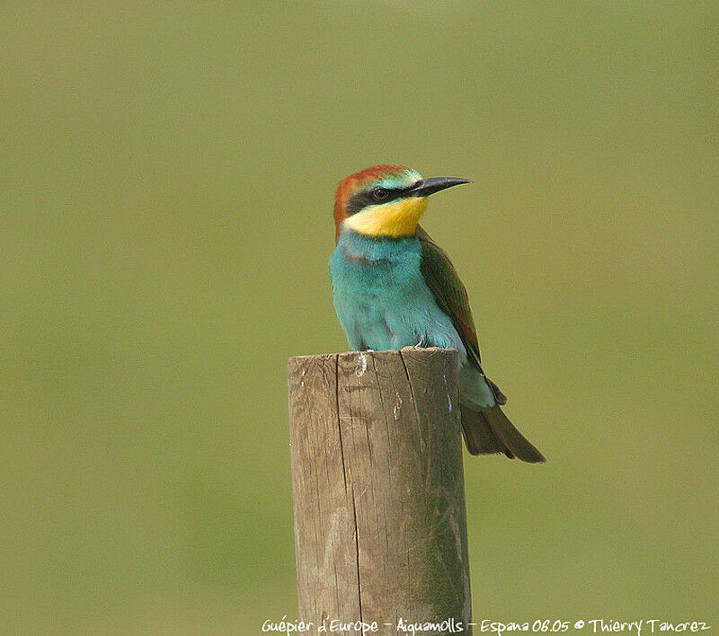 European Bee-eater