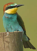 European Bee-eater