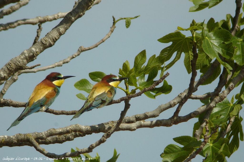 European Bee-eater