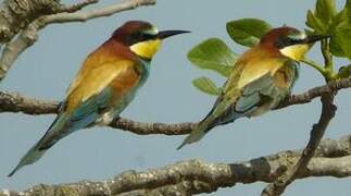 European Bee-eater