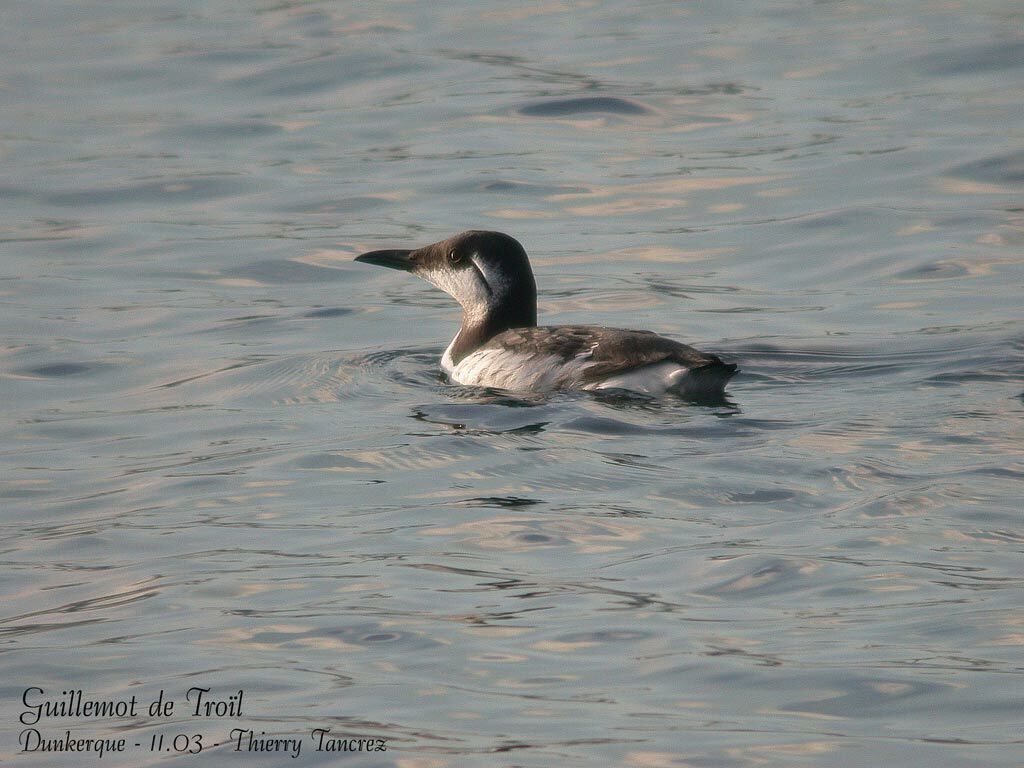 Guillemot de Troïl