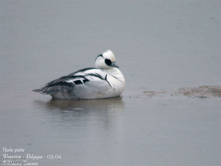 Smew male adult, pigmentation