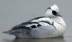 Smew