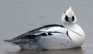 Smew