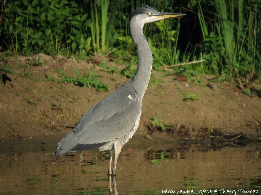 Grey Heron