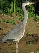 Grey Heron
