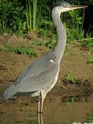 Grey Heron