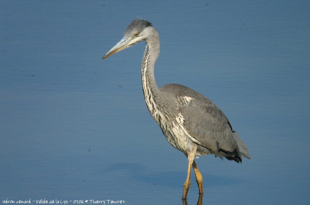 Grey Heron