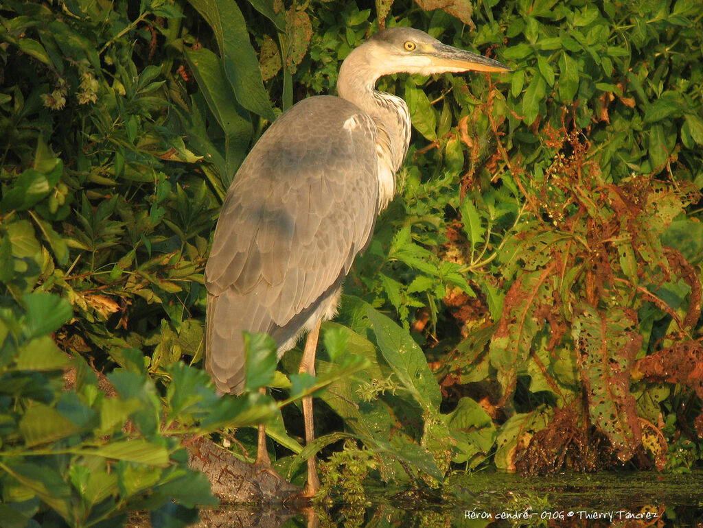 Grey Heron