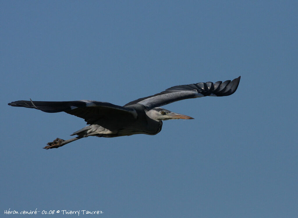 Grey Heron